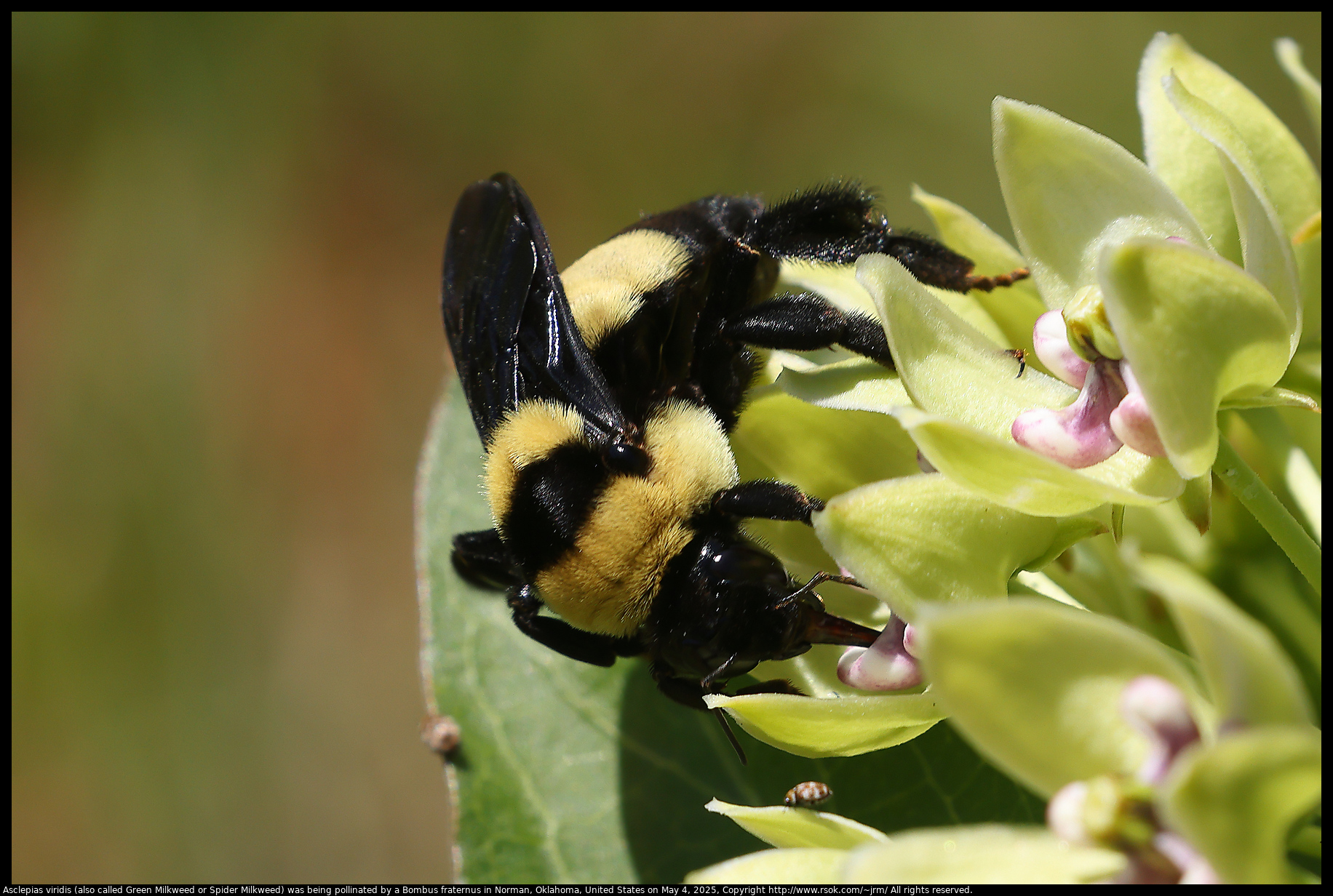 Asclepias viridis (also called Green Milkweed or Spider Milkweed) was being pollinated by a Bombus fraternus in Norman, Oklahoma, United States on May 4, 2025