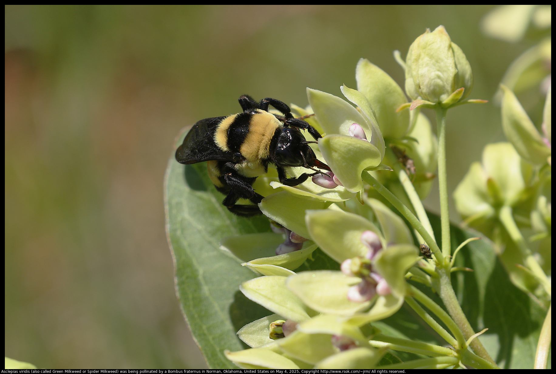 Asclepias viridis (also called Green Milkweed or Spider Milkweed) was being pollinated by a Bombus fraternus in Norman, Oklahoma, United States on May 4, 2025