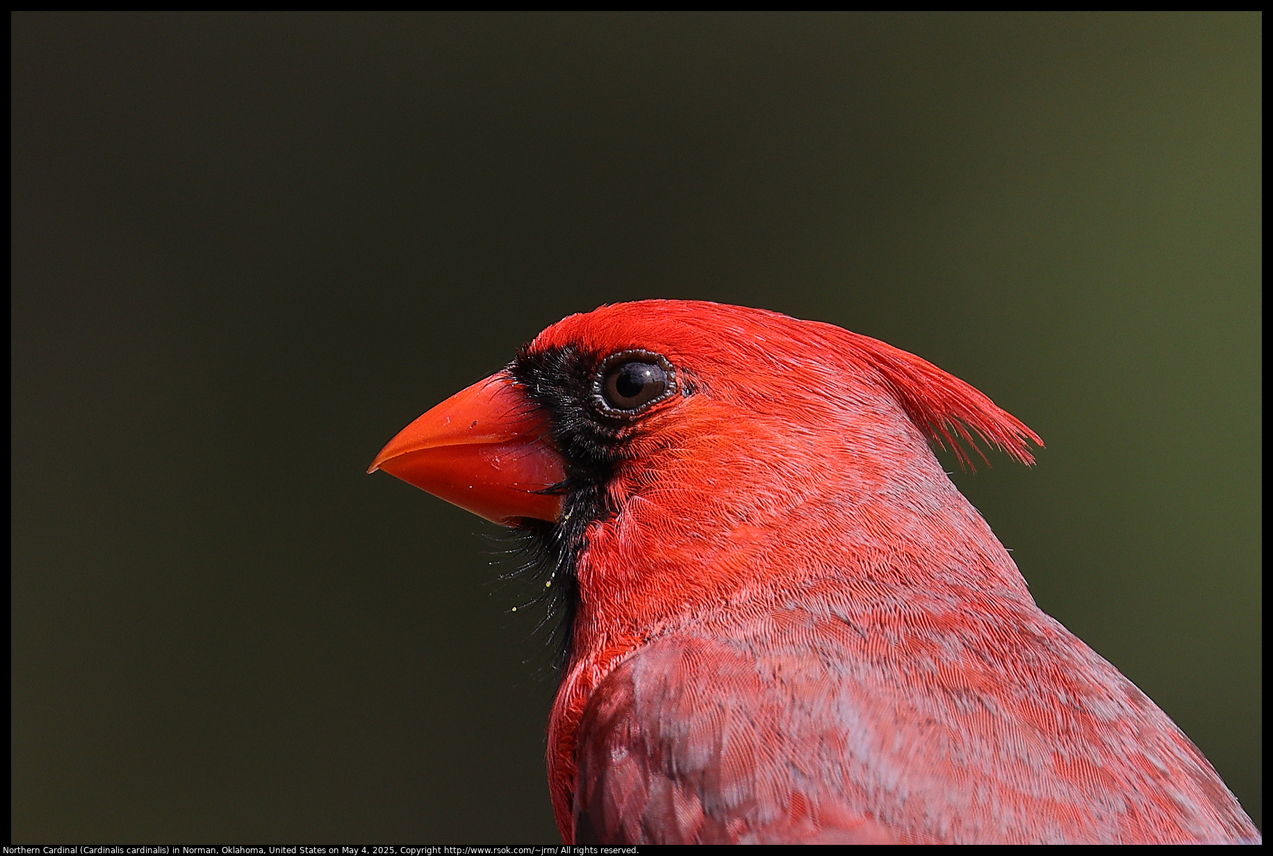 Northern Cardinal (Cardinalis cardinalis) in Norman, Oklahoma, United States on May 4, 2025