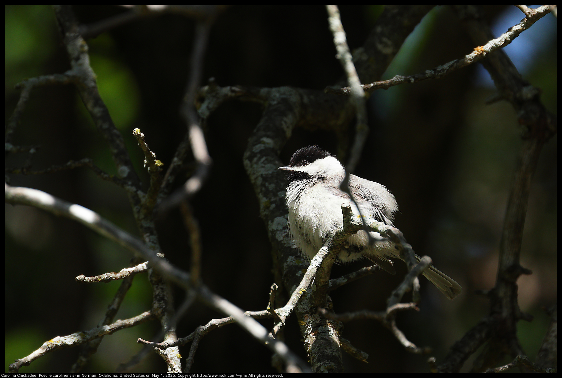 Carolina Chickadee (Poecile carolinensis) in Norman, Oklahoma, United States on May 4, 2025