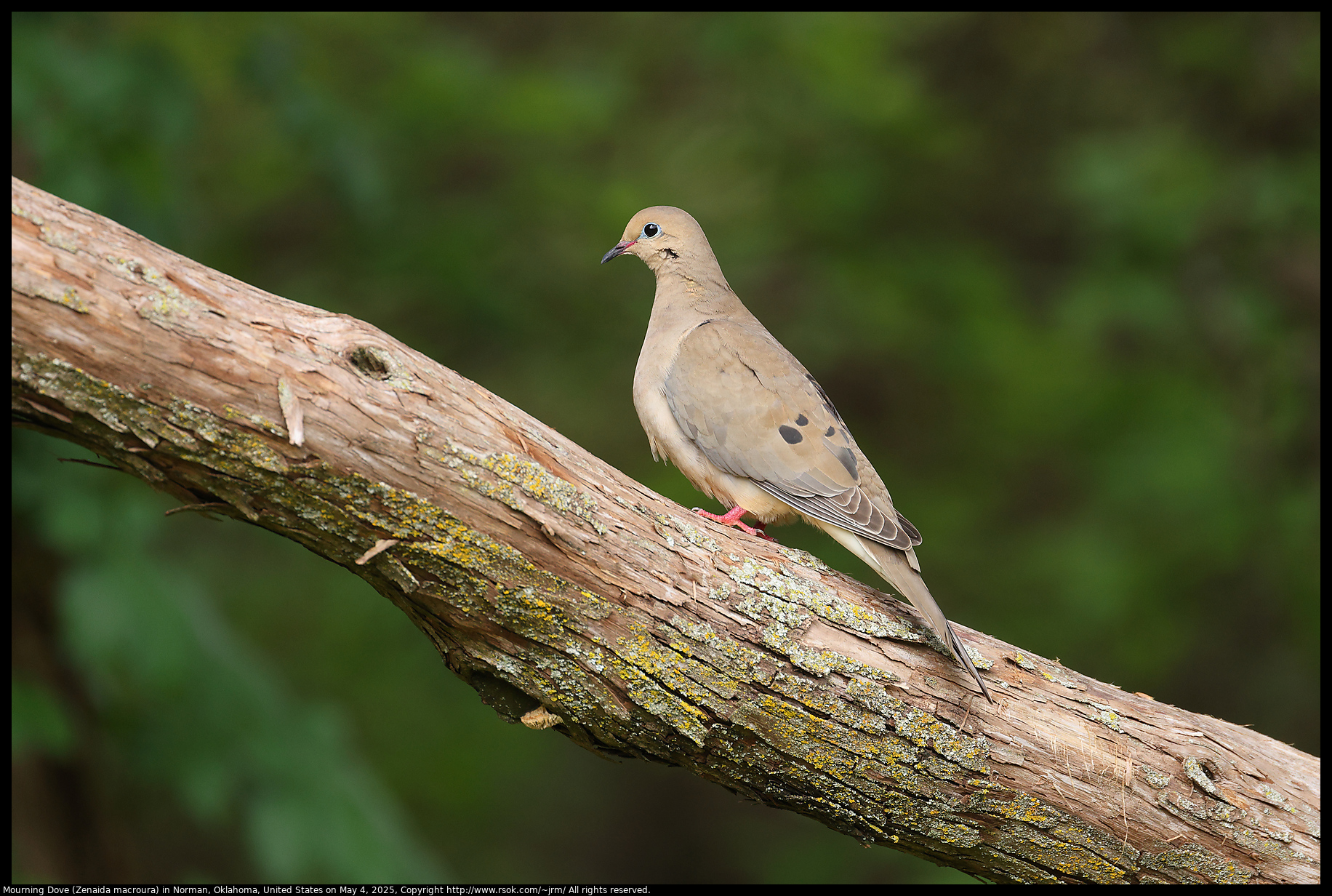 Mourning Dove (Zenaida macroura) in Norman, Oklahoma, United States on May 4, 2025