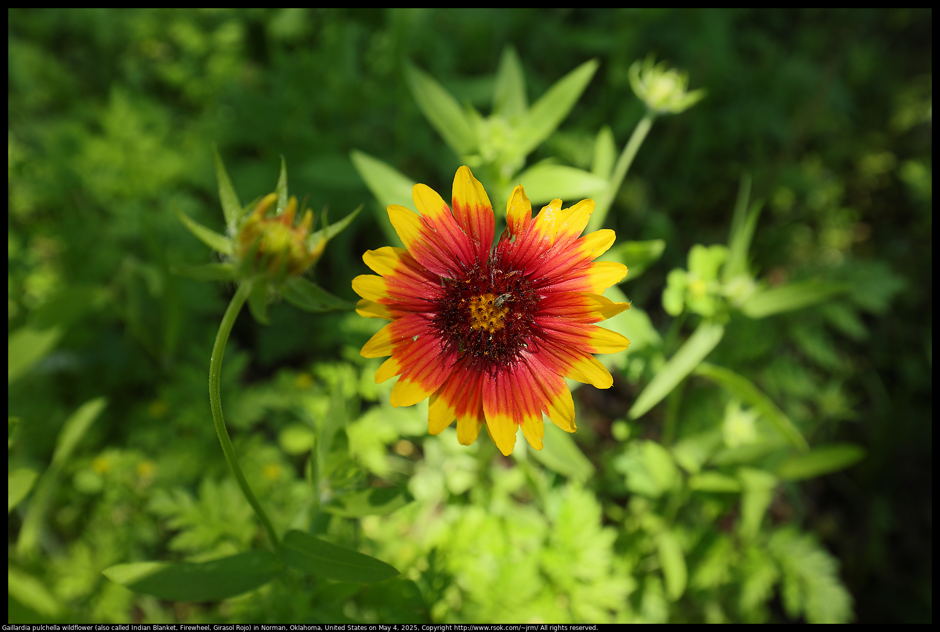Gaillardia pulchella wildflower (also called Indian Blanket, Firewheel, Girasol Rojo) in Norman, Oklahoma, United States on May 4, 2025