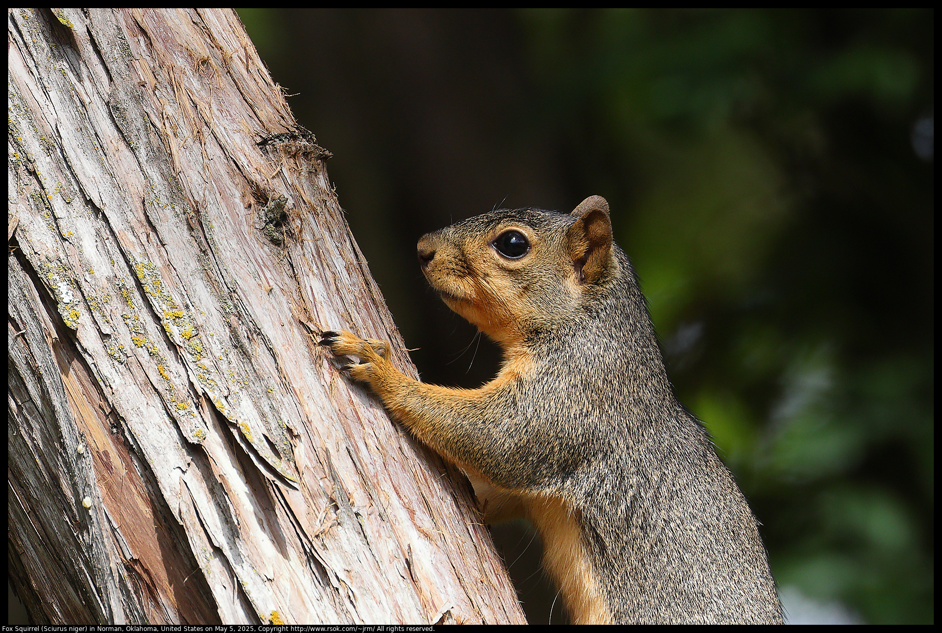 Fox Squirrel (Sciurus niger) in Norman, Oklahoma, United States on May 5, 2025