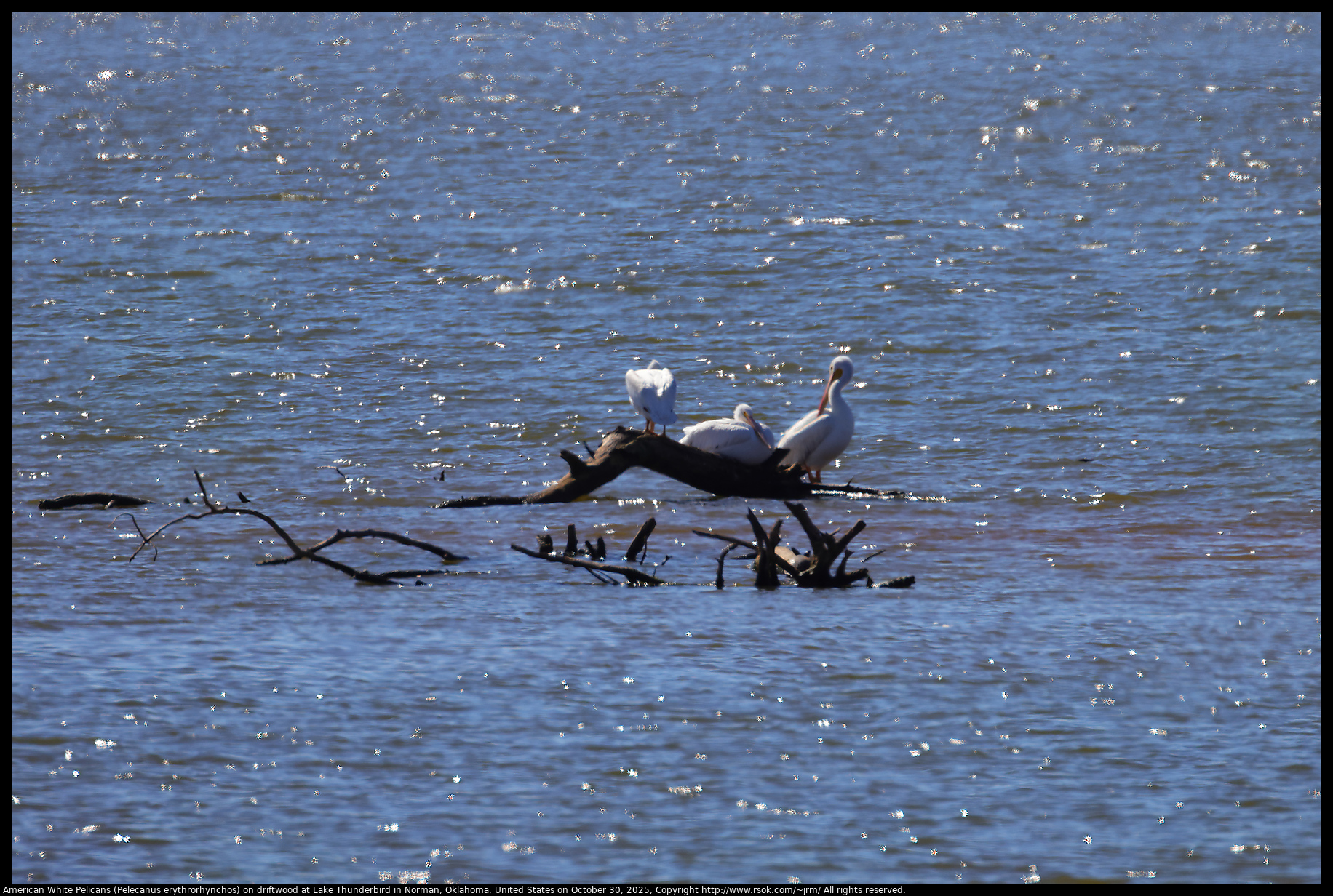 American White Pelicans (Pelecanus erythrorhynchos) on driftwood at Lake Thunderbird in Norman, Oklahoma, United States on October 30, 2025