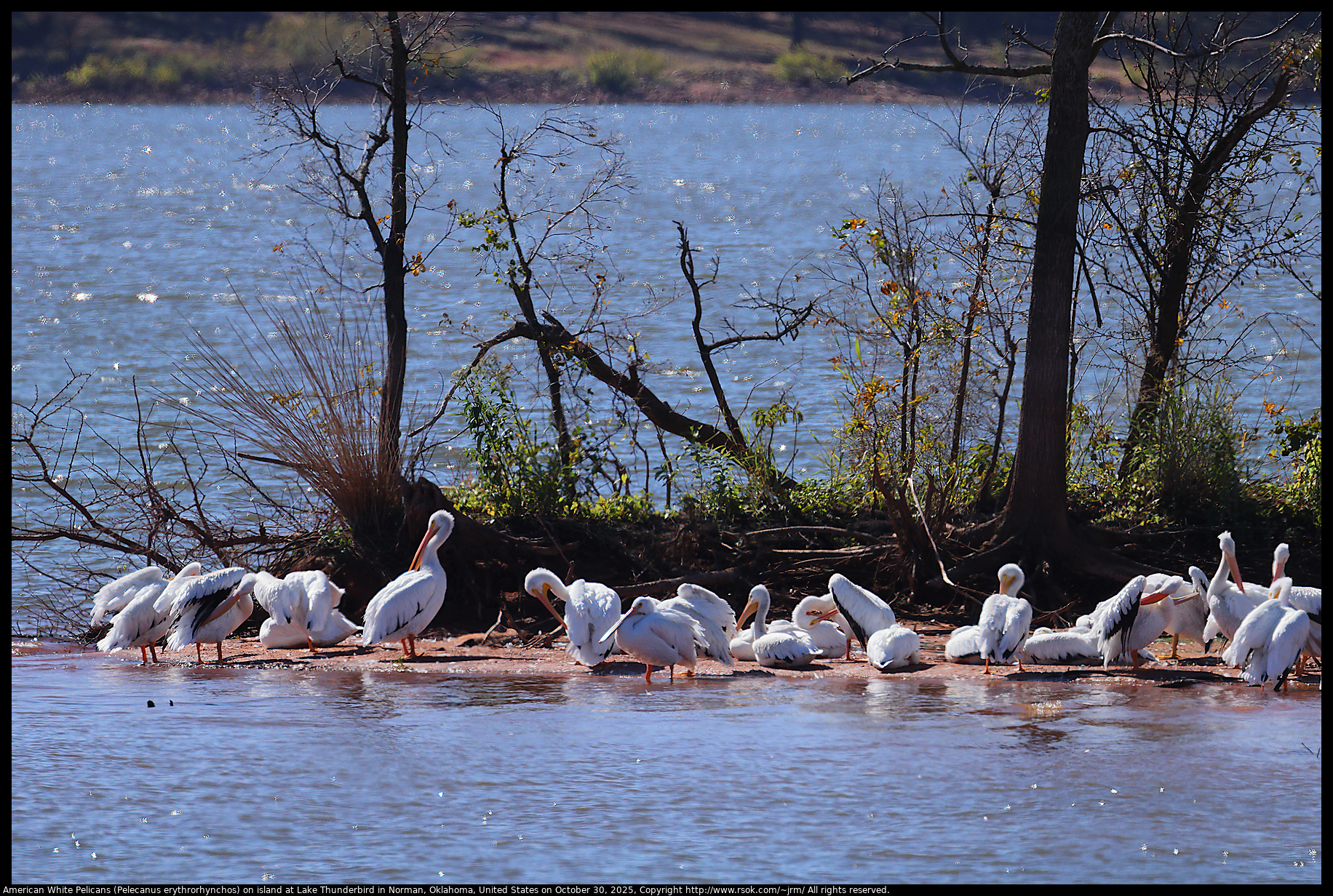 American White Pelicans (Pelecanus erythrorhynchos) on island at Lake Thunderbird in Norman, Oklahoma, United States on October 30, 2025