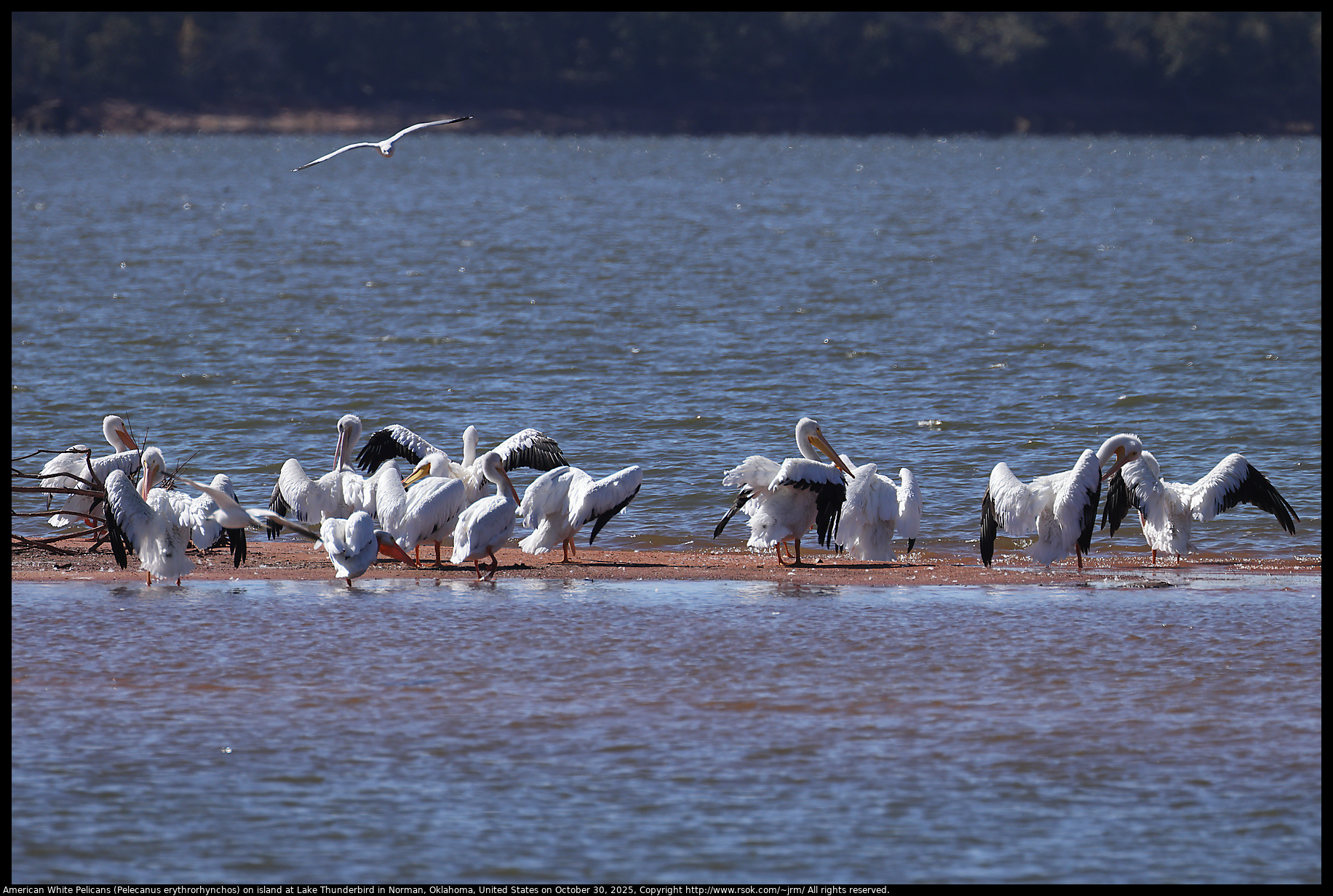 American White Pelicans (Pelecanus erythrorhynchos) on island at Lake Thunderbird in Norman, Oklahoma, United States on October 30, 2025