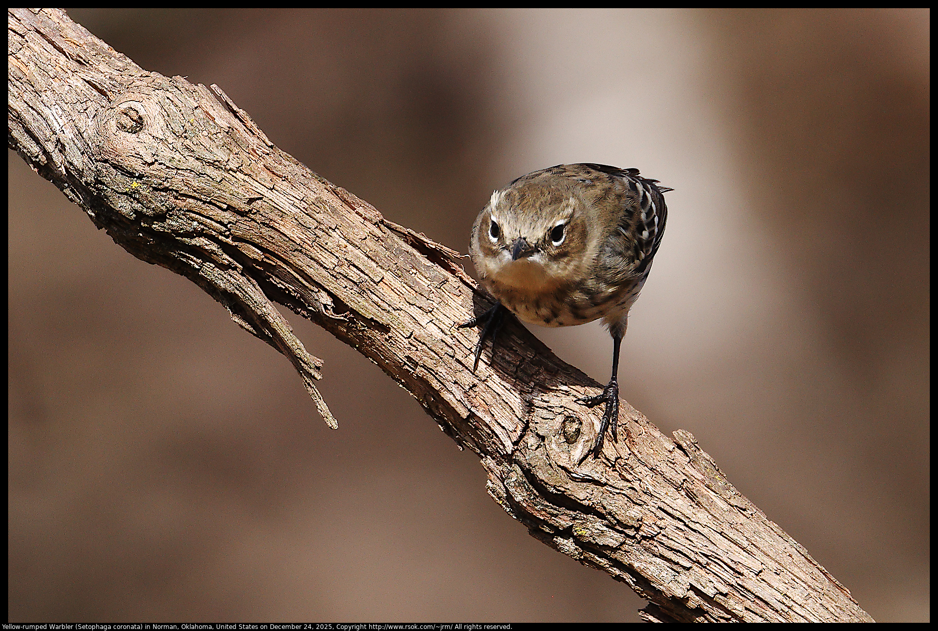 Yellow-rumped Warbler (Setophaga coronata) in Norman, Oklahoma, United States on December 24, 2025