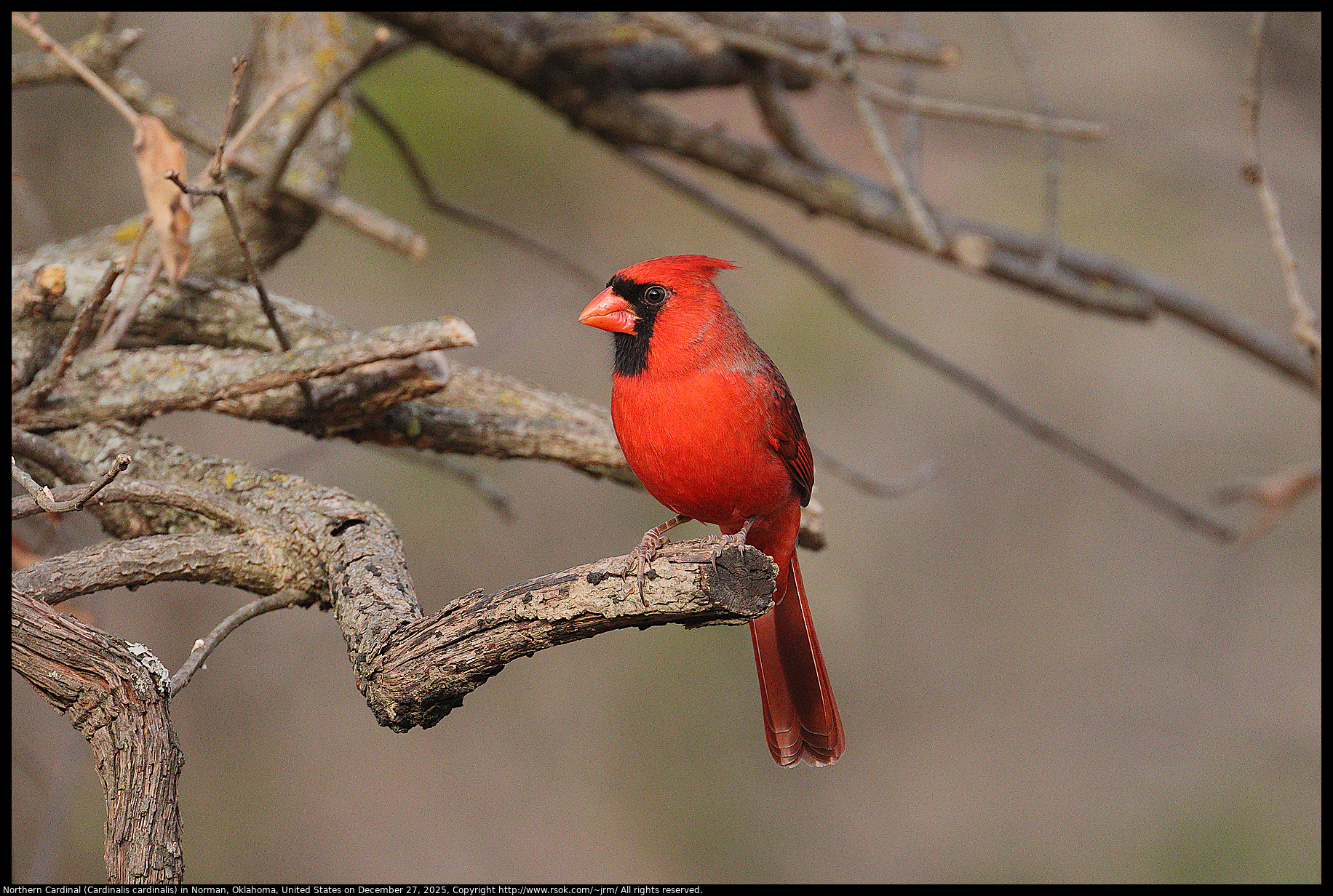 Northern Cardinal (Cardinalis cardinalis) in Norman, Oklahoma, United States on December 27, 2025