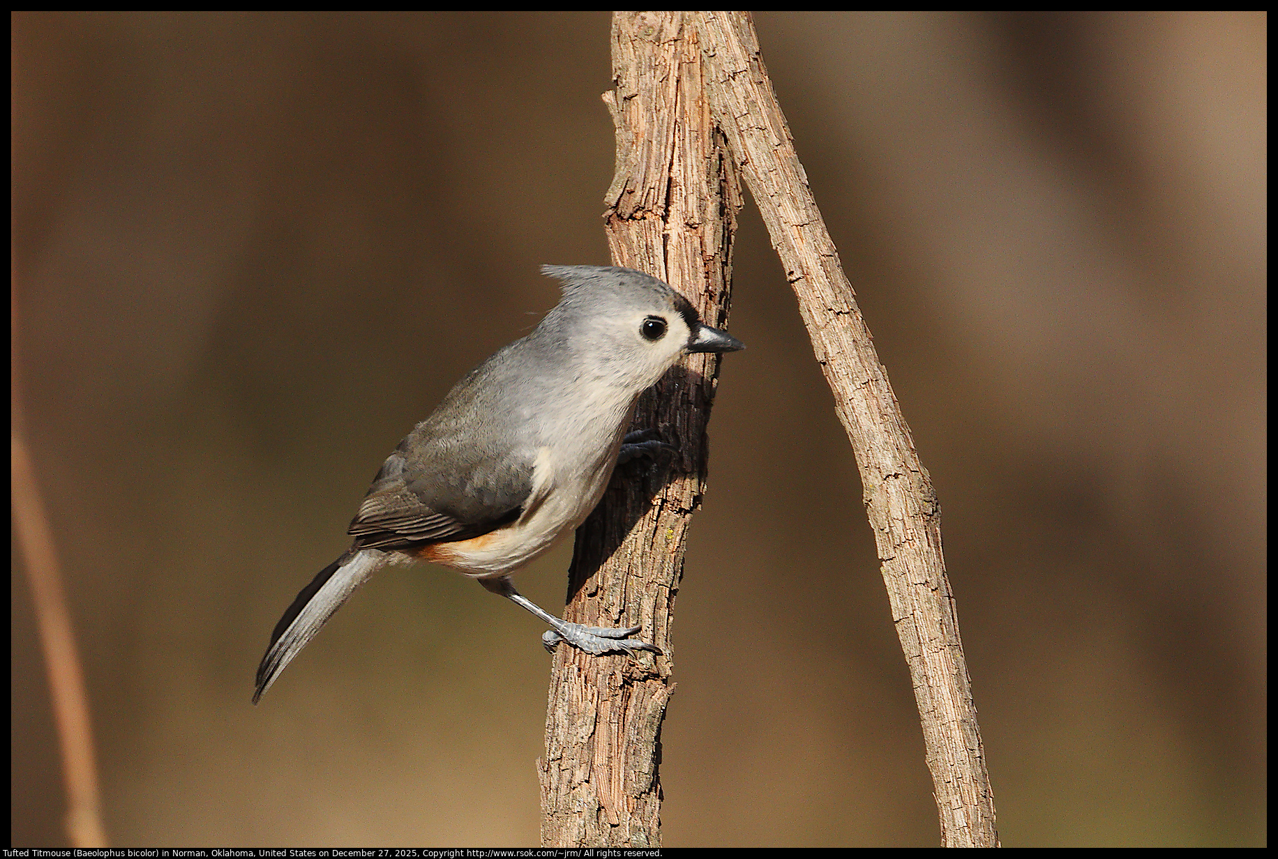 Tufted Titmouse (Baeolophus bicolor) in Norman, Oklahoma, United States on December 27, 2025