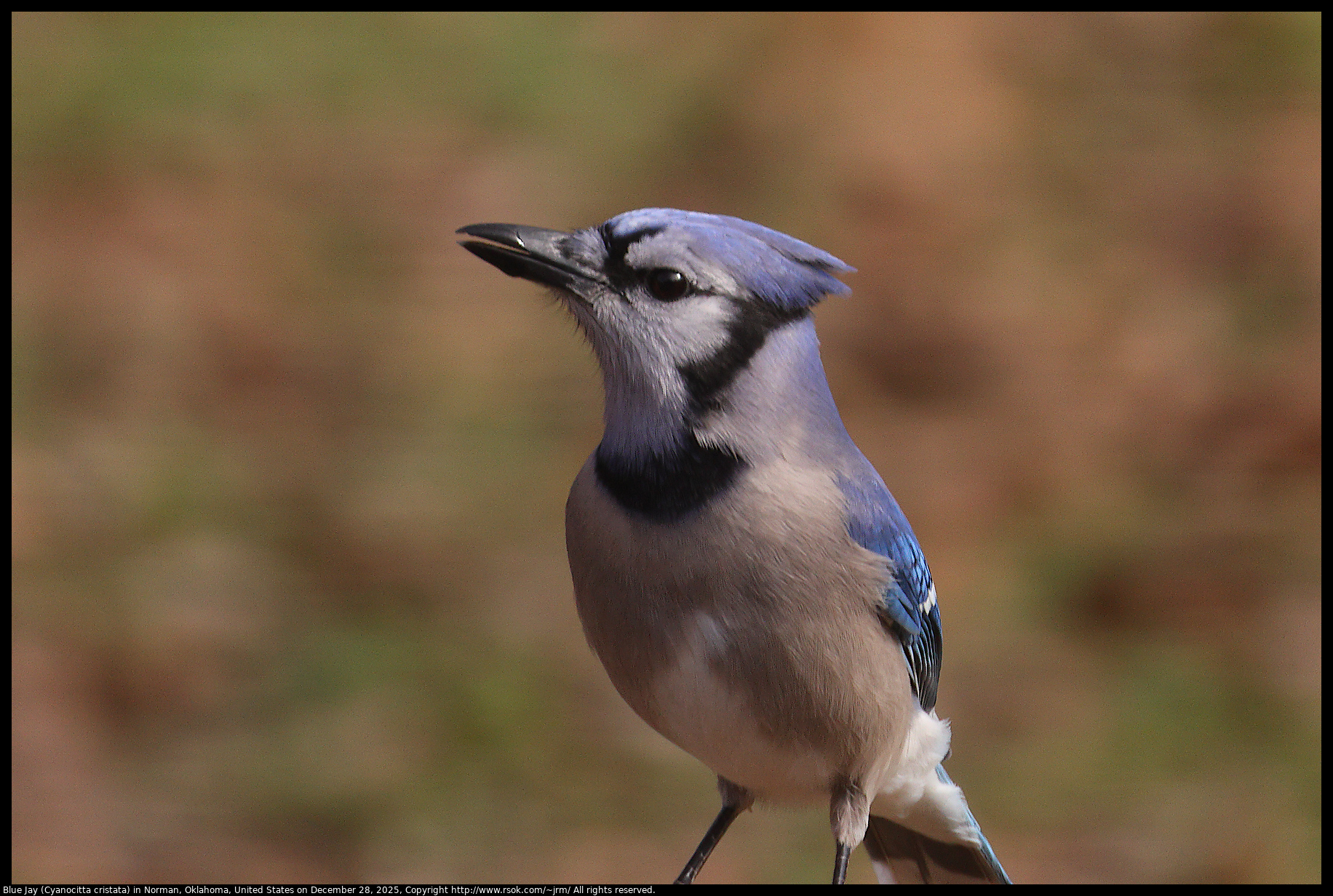 Blue Jay (Cyanocitta cristata) in Norman, Oklahoma, United States on December 28, 2025