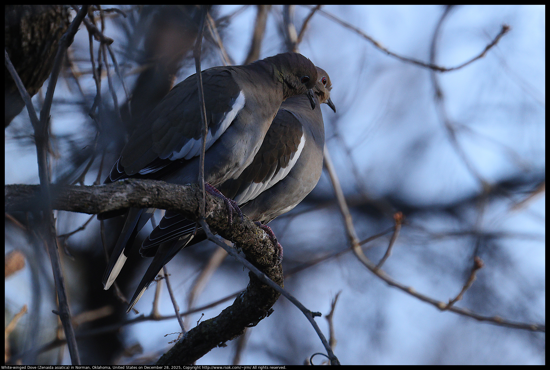 White-winged Dove (Zenaida asiatica) in Norman, Oklahoma, United States on December 28, 2025