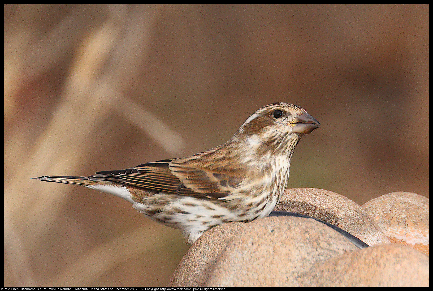 Purple Finch (Haemorhous purpureus) in Norman, Oklahoma, United States on December 28, 2025