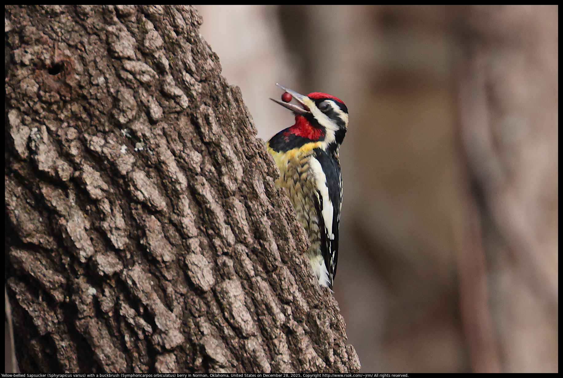 Yellow-bellied Sapsucker (Sphyrapicus varius) with a buckbrush (Symphoricarpos orbiculatus) berry in Norman, Oklahoma, United States on December 28, 2025