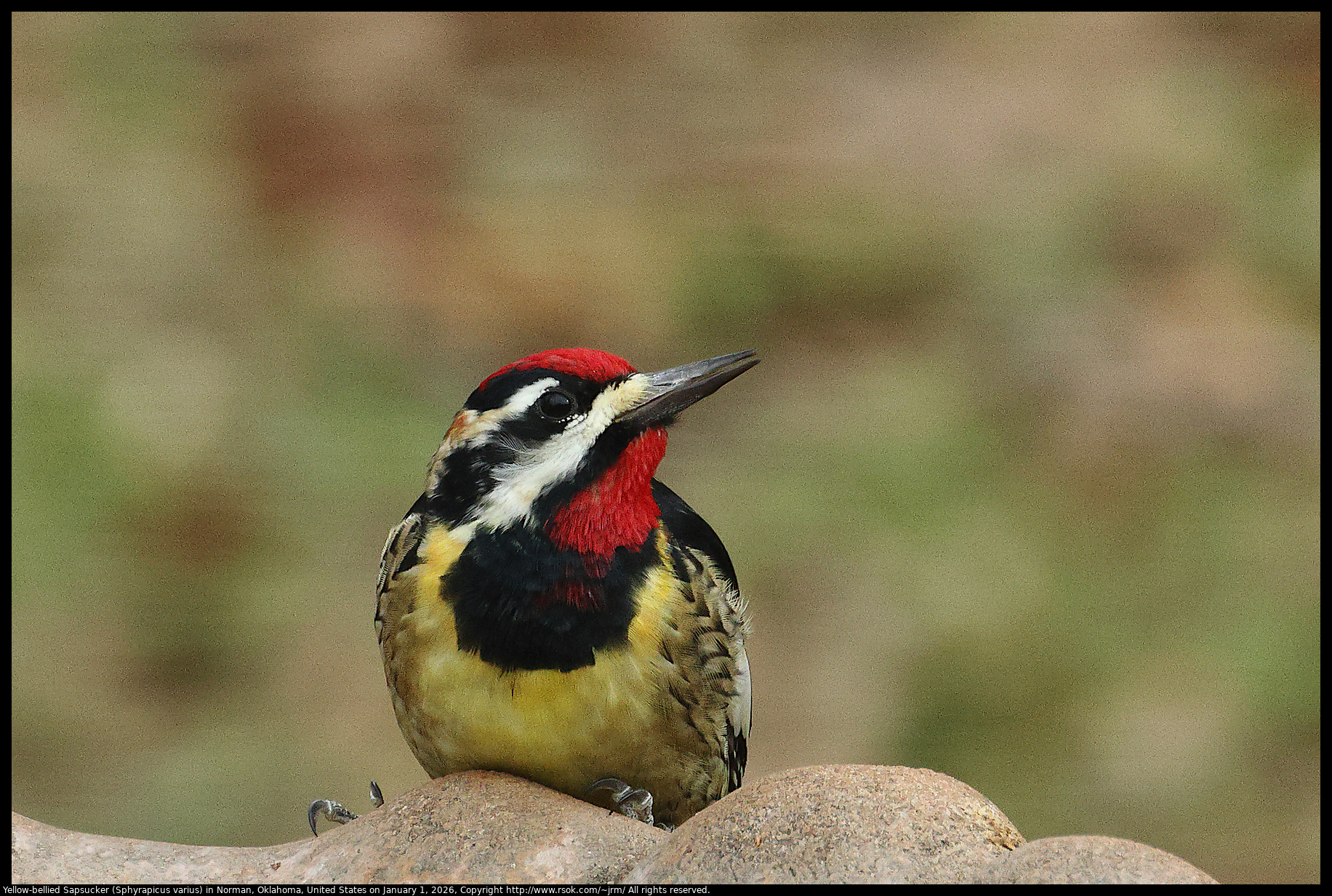 Yellow-bellied Sapsucker (Sphyrapicus varius) in Norman, Oklahoma, United States on January 1, 2026