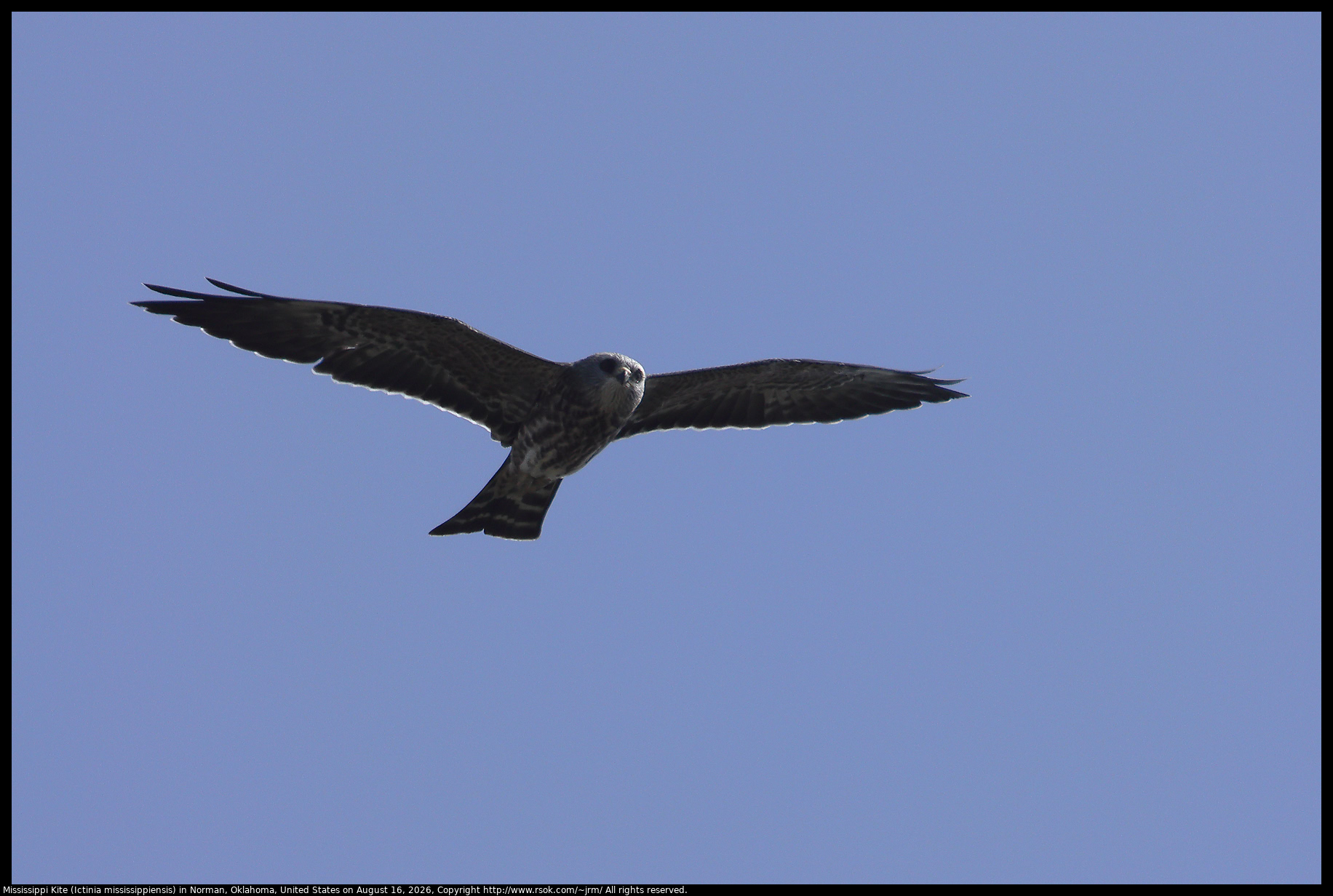 Mississippi Kite (Ictinia mississippiensis) in Norman, Oklahoma, United States on August 16, 2026