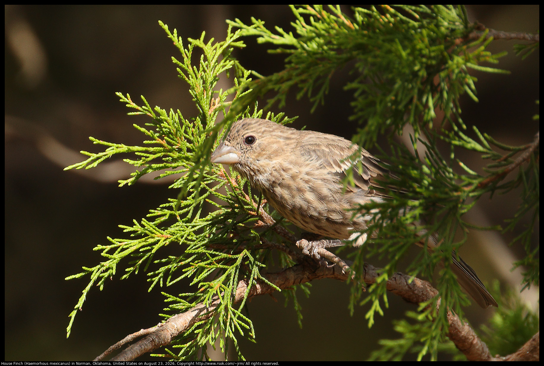 House Finch (Haemorhous mexicanus) in Norman, Oklahoma, United States on August 23, 2026