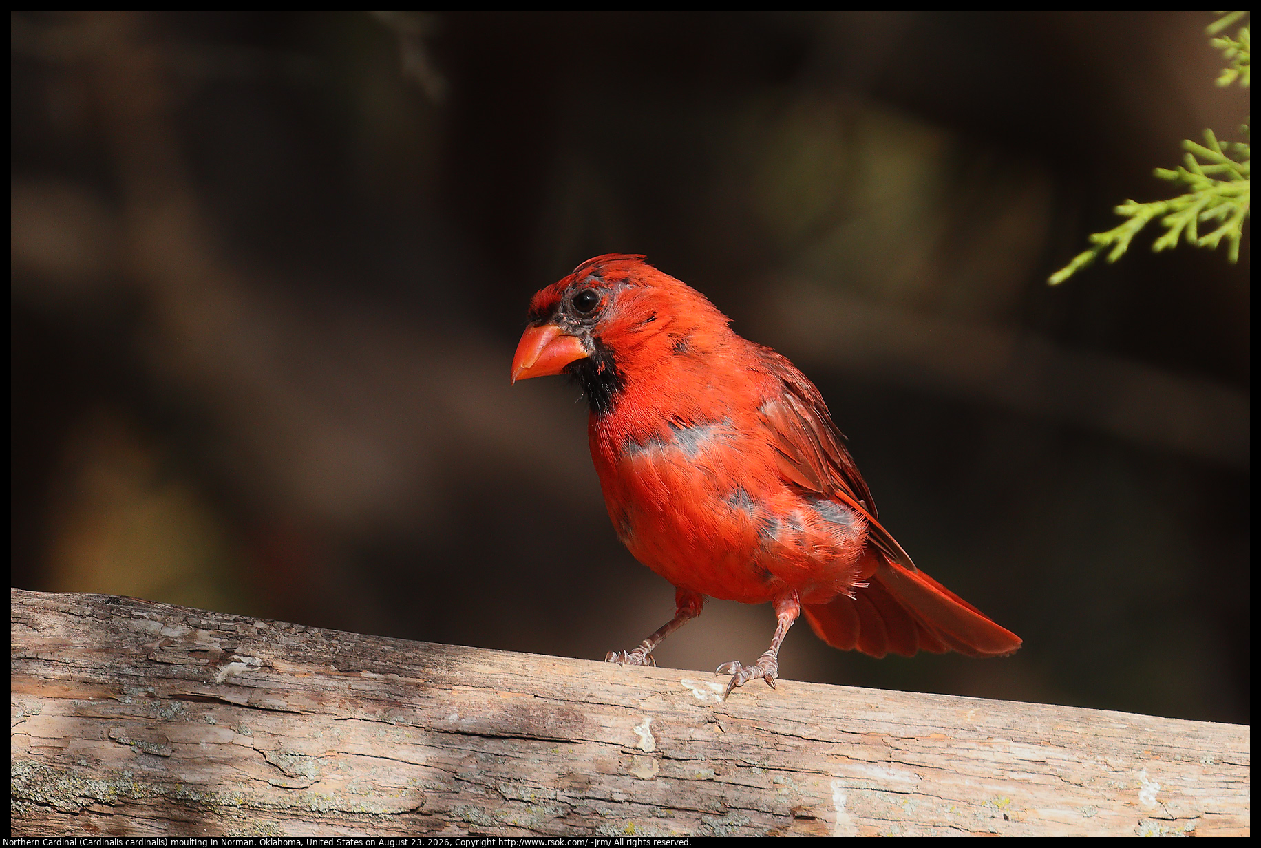 Northern Cardinal (Cardinalis cardinalis) moulting in Norman, Oklahoma, United States on August 23, 2026