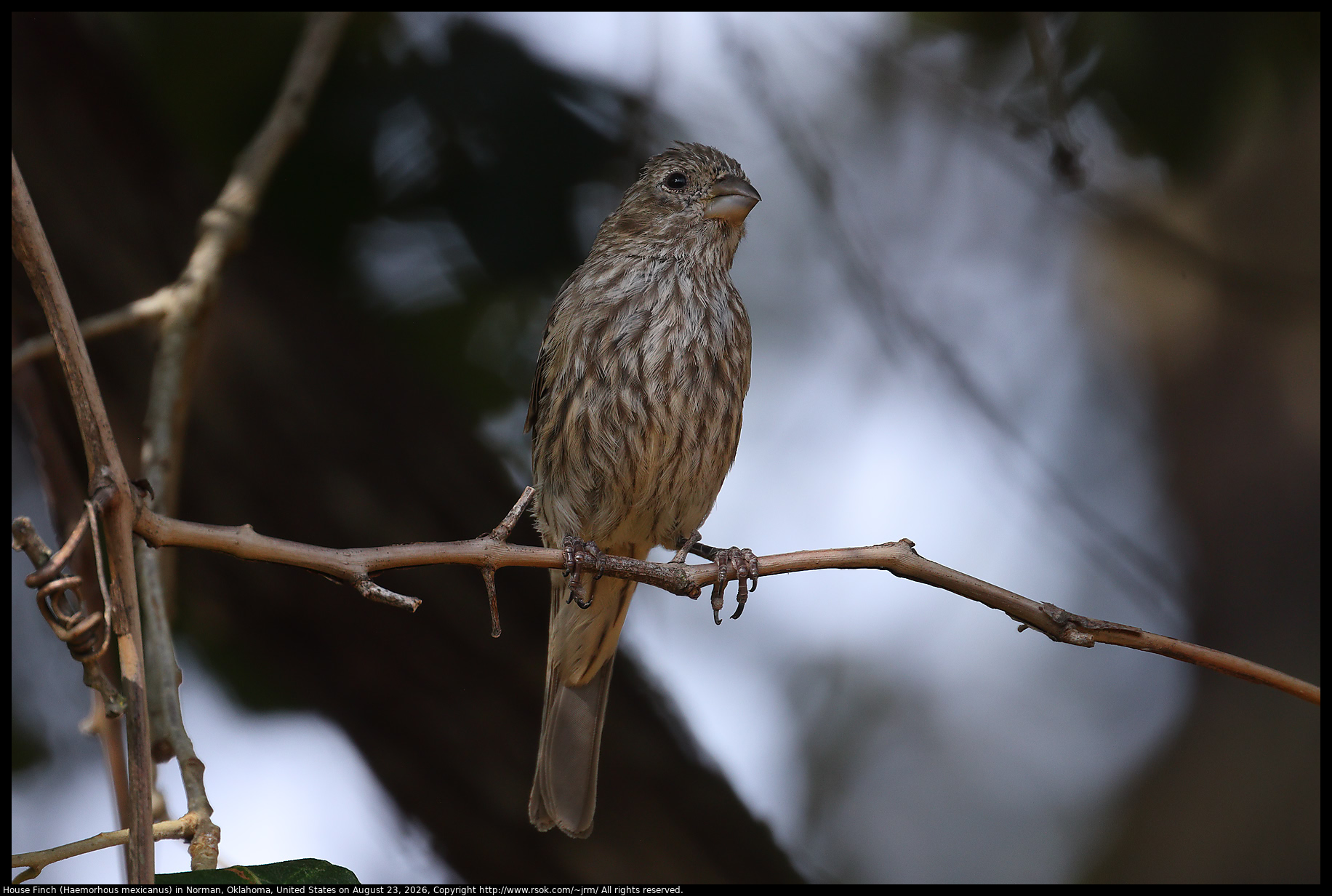 House Finch (Haemorhous mexicanus) in Norman, Oklahoma, United States on August 23, 2026