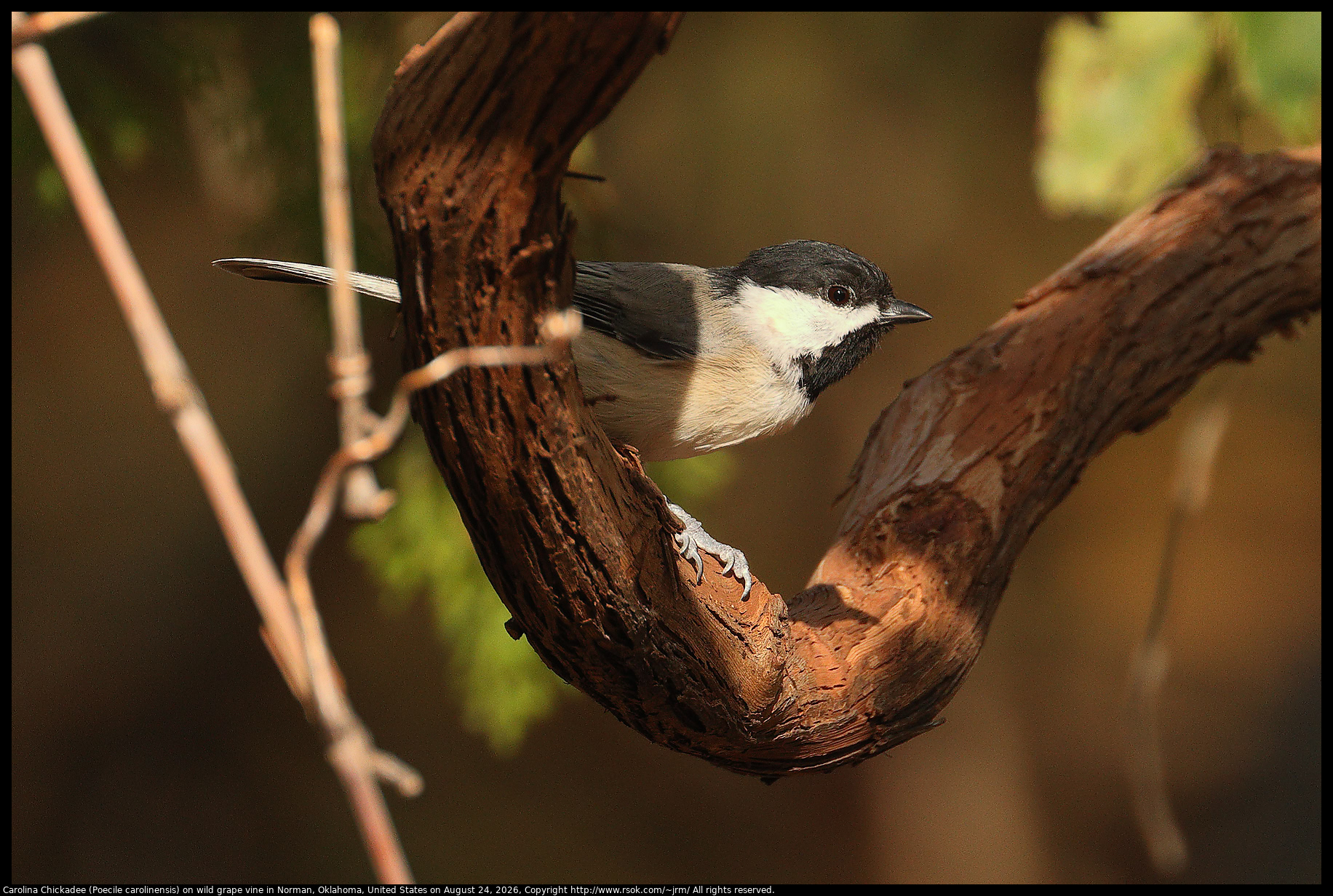 Carolina Chickadee (Poecile carolinensis) on wild grape vine in Norman, Oklahoma, United States on August 24, 2026