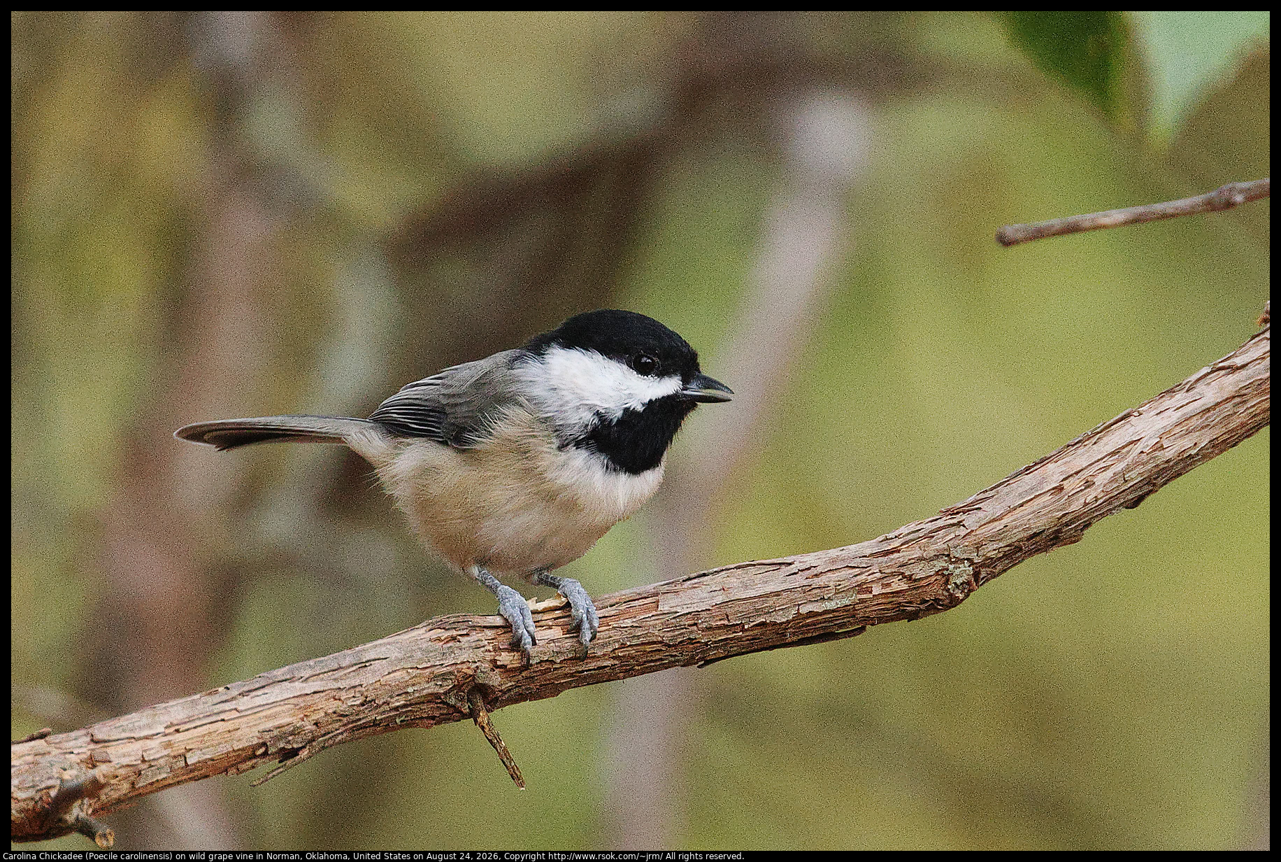 Carolina Chickadee (Poecile carolinensis) on wild grape vine in Norman, Oklahoma, United States on August 26, 2026