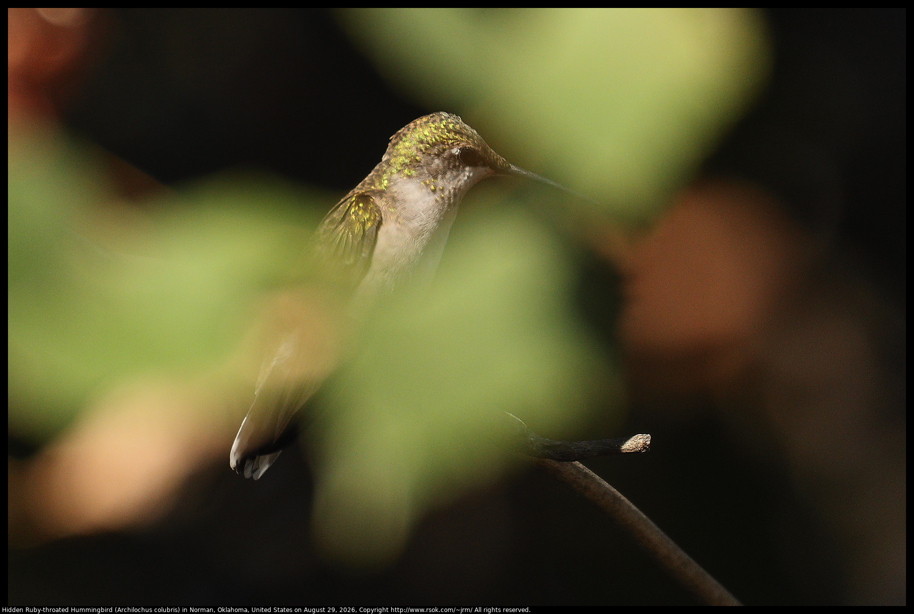 Hidden Ruby-throated Hummingbird (Archilochus colubris) in Norman, Oklahoma, United States on August 29, 2026