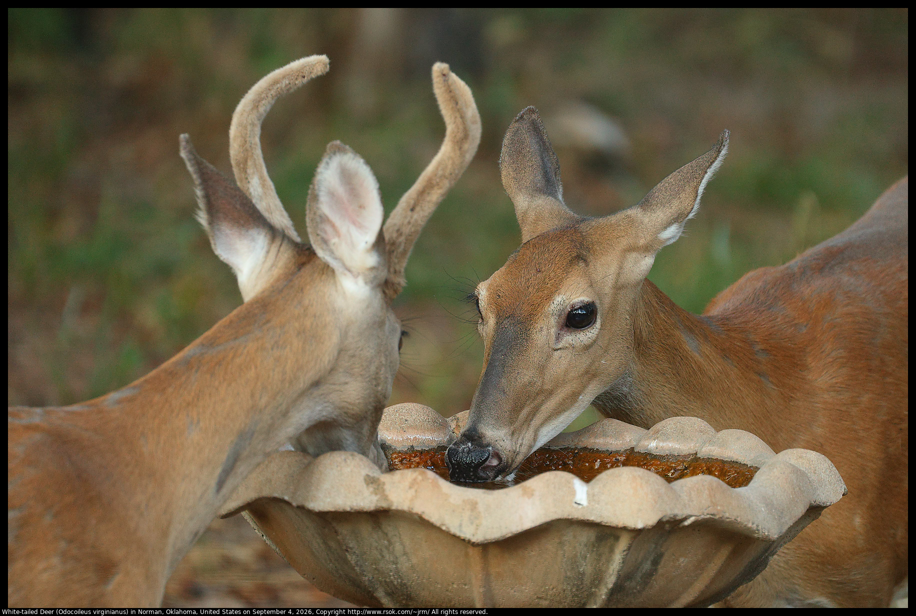 White-tailed Deer (Odocoileus virginianus) in Norman, Oklahoma, United States on September 4, 2026