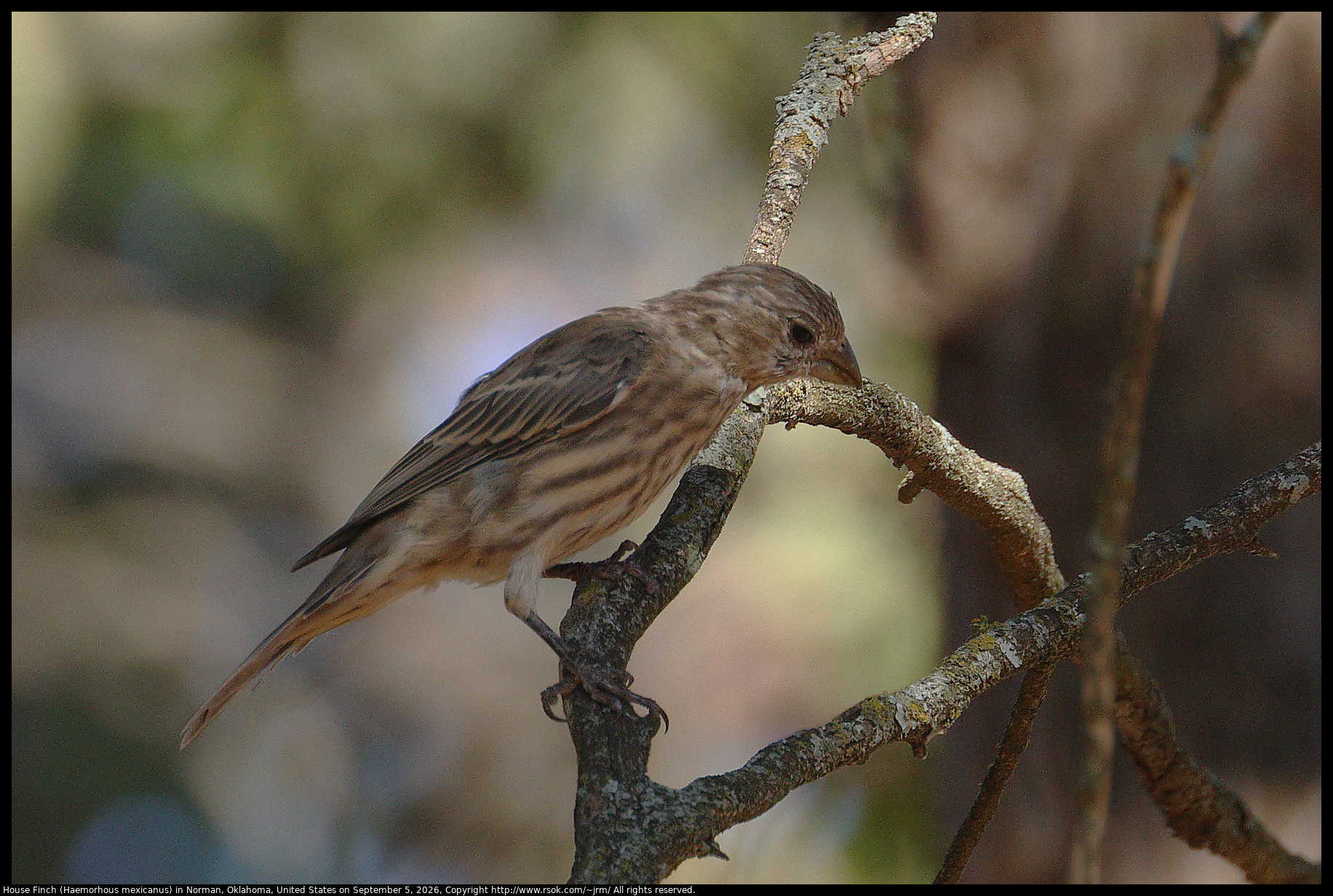 House Finch (Haemorhous mexicanus) in Norman, Oklahoma, United States on September 5, 2026