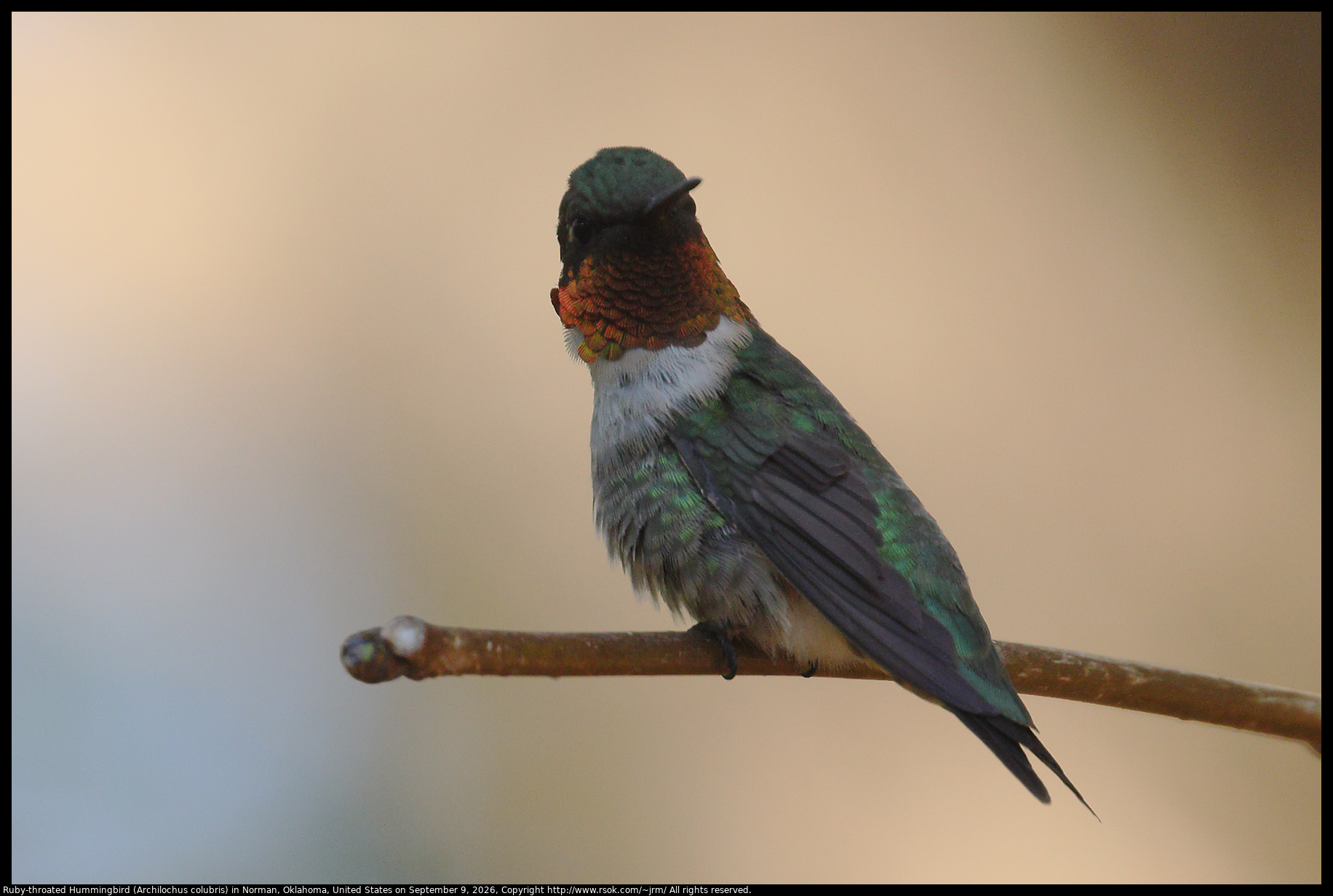 Ruby-throated Hummingbird (Archilochus colubris) in Norman, Oklahoma, United States on September 9, 2026