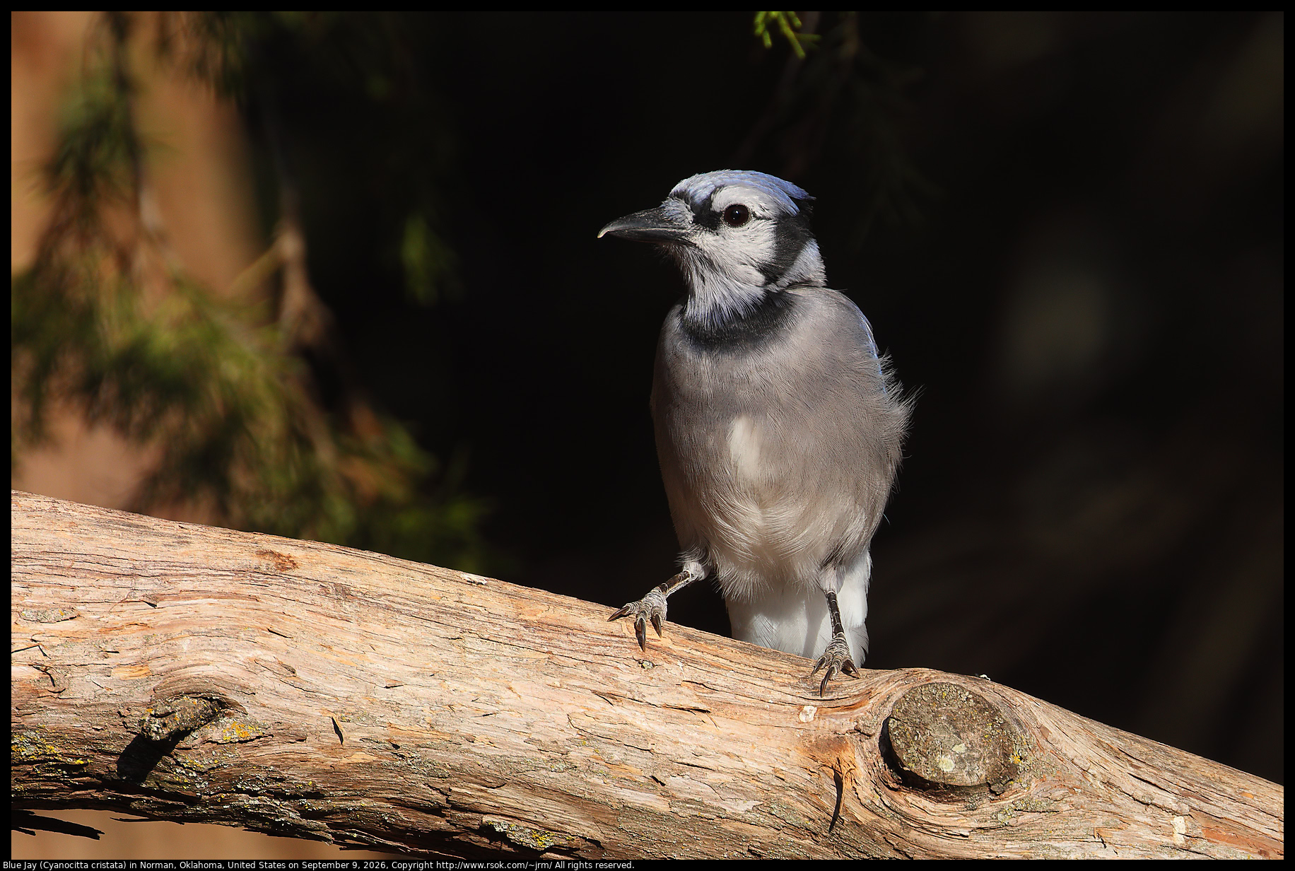 Blue Jay (Cyanocitta cristata) in Norman, Oklahoma, United States on September 9, 2026