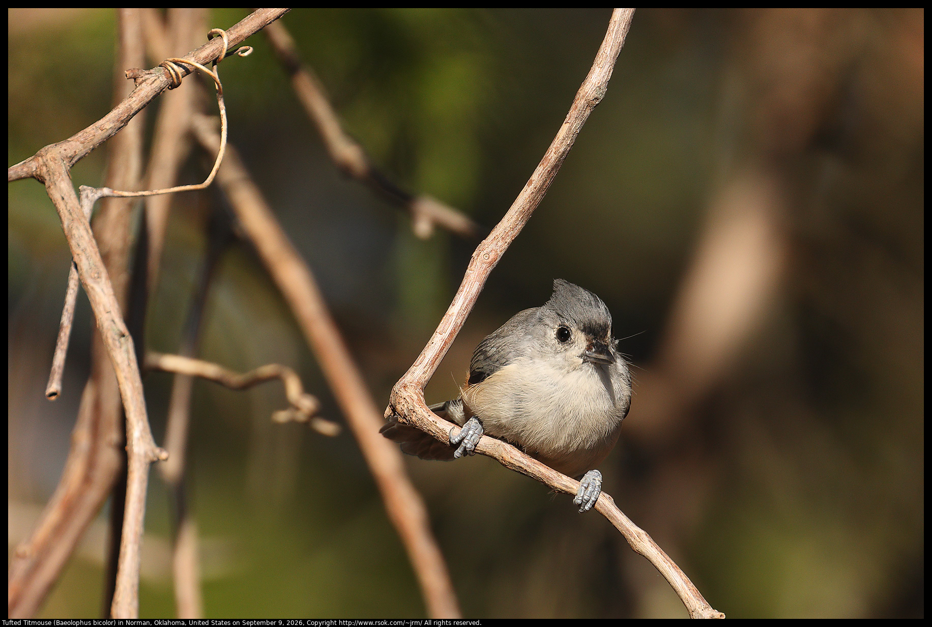 Tufted Titmouse (Baeolophus bicolor) in Norman, Oklahoma, United States on September 9, 2026