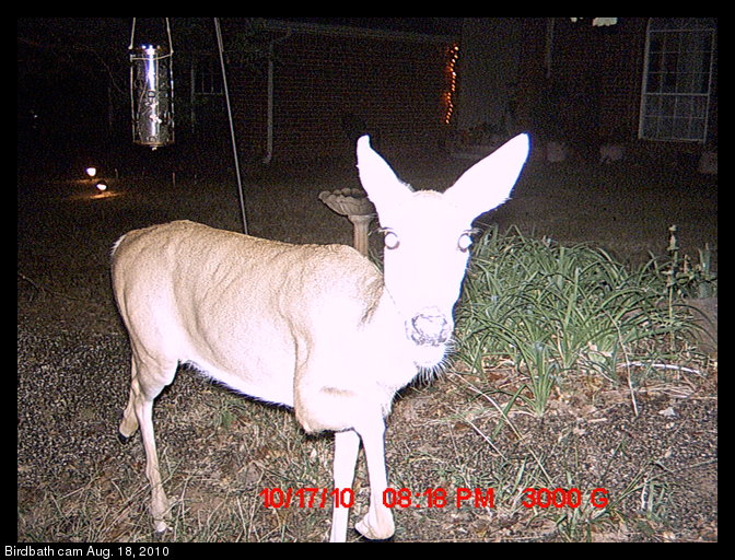 deer
