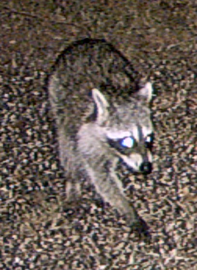 raccoon
