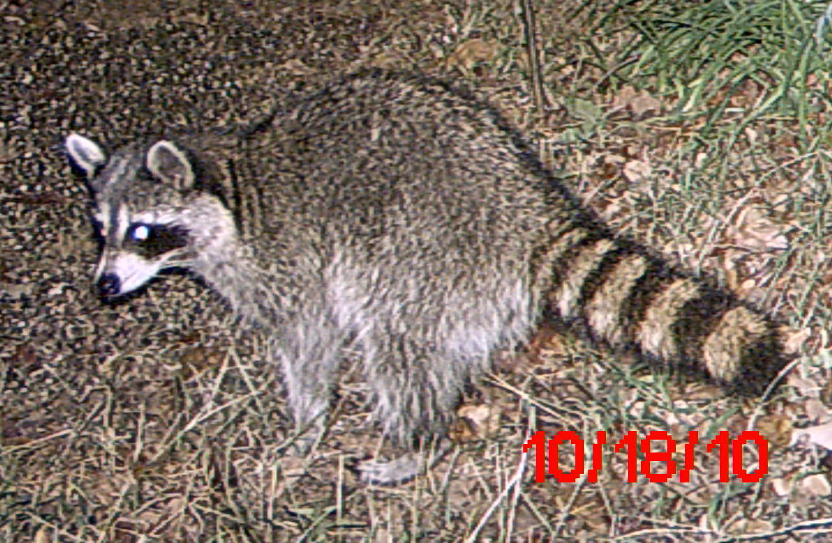 raccoon