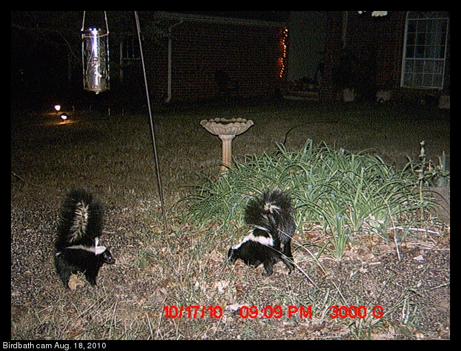 two skunks