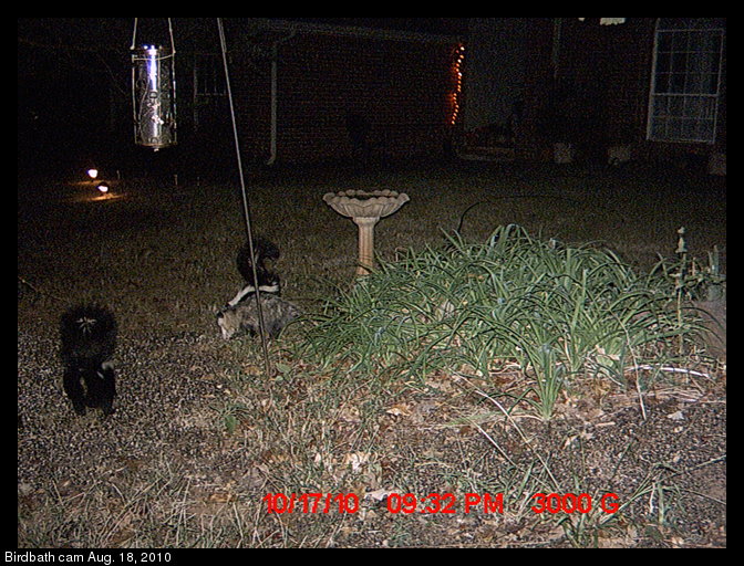 two skunks and possum