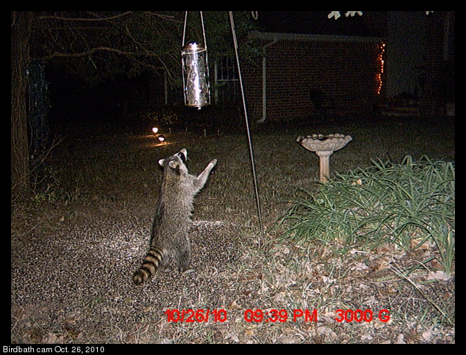 raccoon reaching for bird feeder