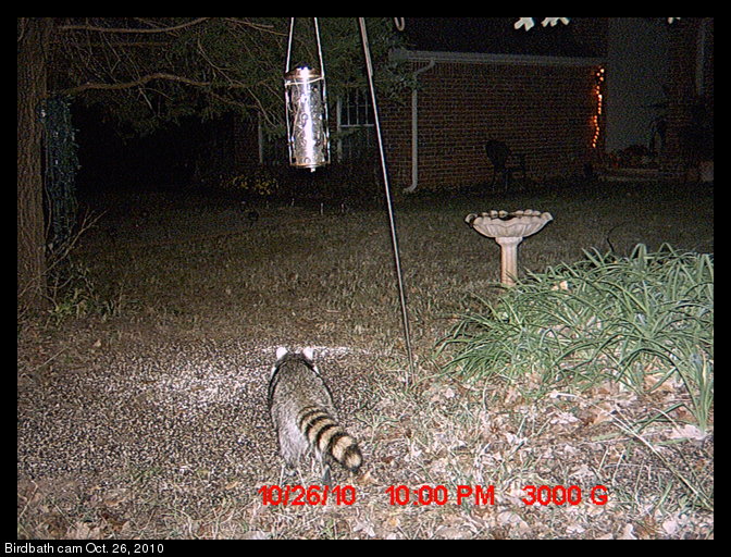 raccoon walking toward bird feeder