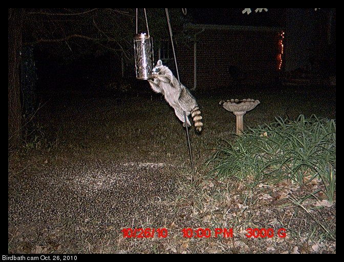raccoon and bird feeder