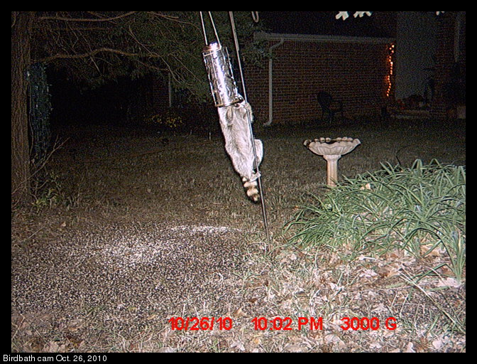 raccoon and bird feeder