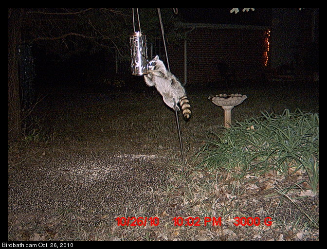 raccoon and bird feeder
