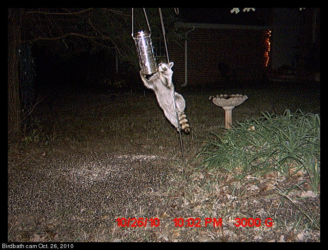 raccoon and bird feeder