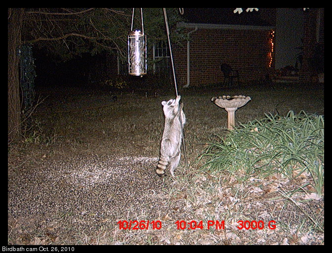 raccoon and bird feeder