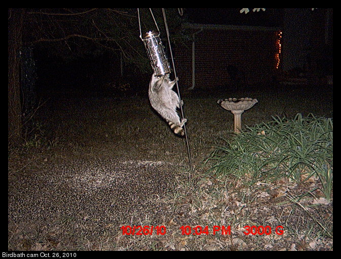 raccoon and bird feeder