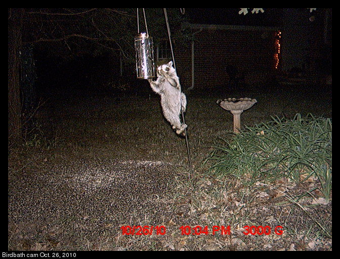 raccoon and bird feeder