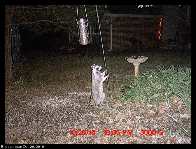 raccoon and bird feeder