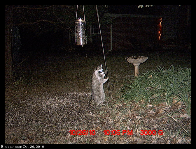 raccoon and bird feeder