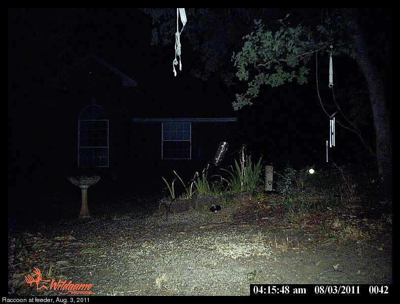 raccoon on bird feeder