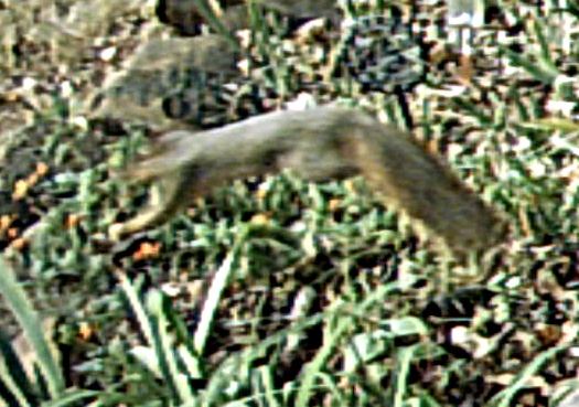 squirrel fleeing so fast as to appear blurred
