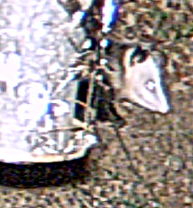 possum behind bird feeder
