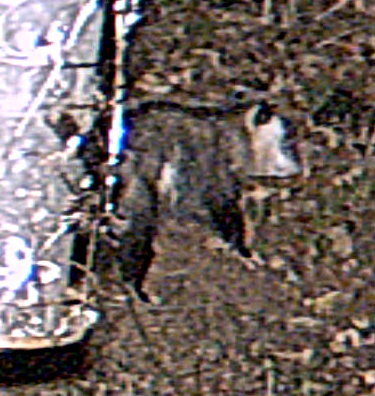 possum behind bird feeder